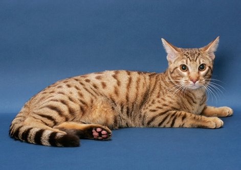 Оцикет: фото, харакетр, описание породы кошек оцикет | Блог зоомагазина  Zootovary.com