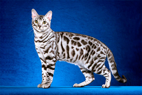 Оцикет: фото, харакетр, описание породы кошек оцикет | Блог зоомагазина  Zootovary.com