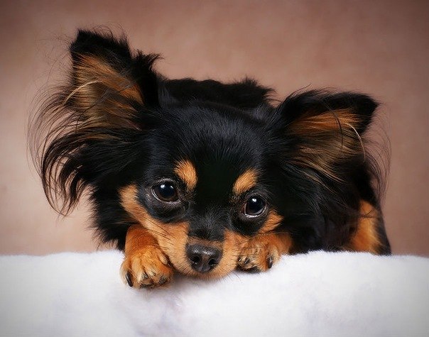Той-терьер: фото, щенки, уход, питание, все о породе собак той-терьер мини  | Блог зоомагазина Zootovary.com