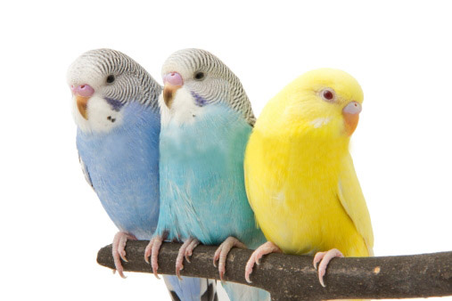 сколько живут попугаи домашние