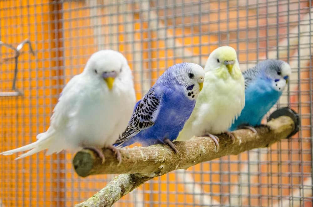 Сколько живут волнистые попугаи - продолжительность жизни волнистых попугаев  в неволе | Блог зоомагазина Zootovary.com