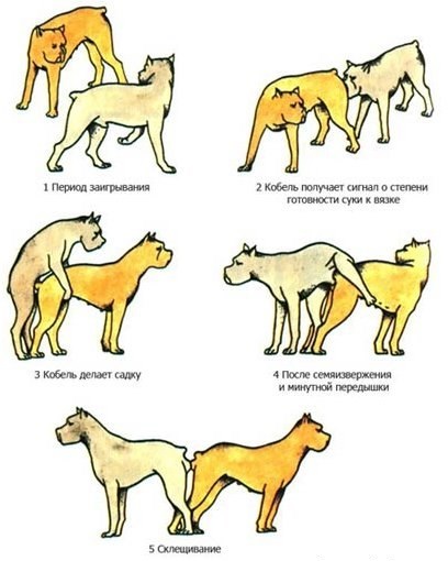 Вязка собак (случка): когда и как вязать собаку в первый раз | Блог  зоомагазина Zootovary.com
