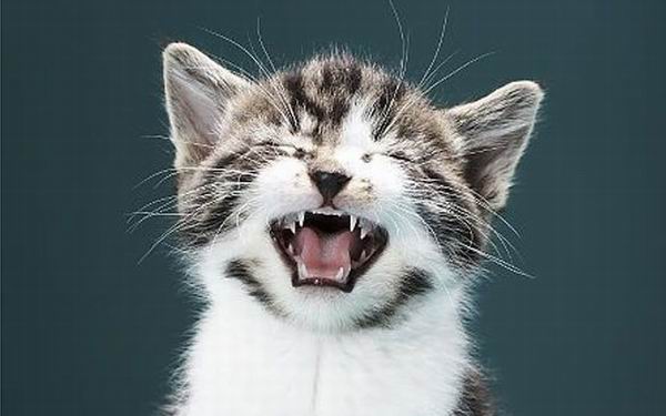 Мяуканье кошки: почему кот постоянно мяукает без причины | Блог зоомагазина  Zootovary.com
