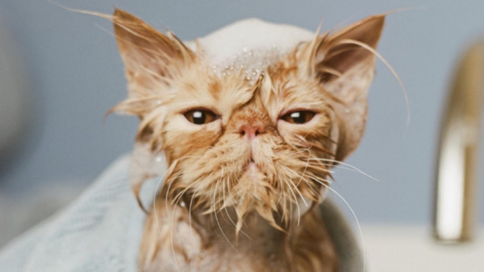 Как помыть кота - как часто можно купать кота и с какого возраста можно  купать котенка | Блог зоомагазина Zootovary.com