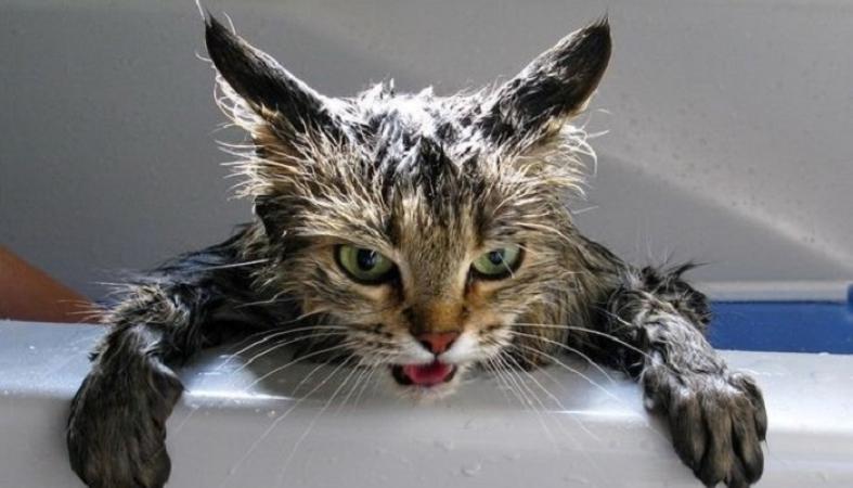 Как помыть кота - как часто можно купать кота и с какого возраста можно  купать котенка | Блог зоомагазина Zootovary.com