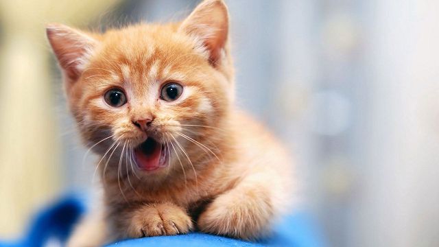 Звуки котов: кошачьи звуки в брачный период | Блог зоомагазина Zootovary.com
