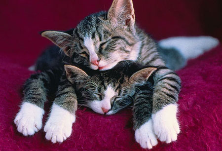 Как определить пол котенка: наглядное пособие как узнать пол новорожденного  котенка | Блог зоомагазина Zootovary.com