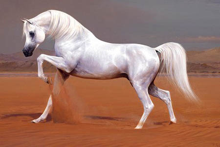 красивые породистые лошади