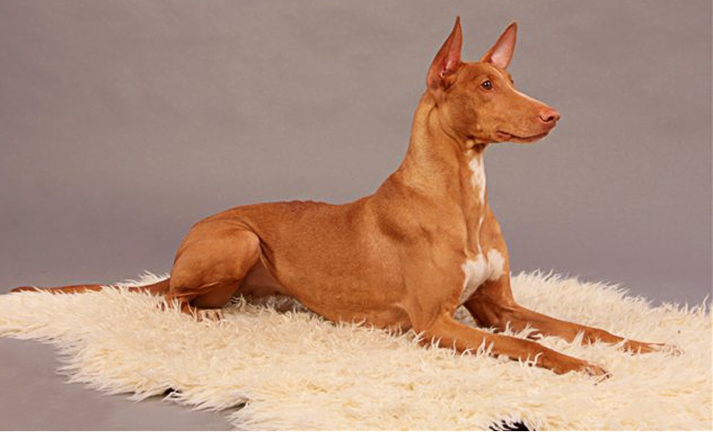 Фараонова собака – характер собаки фараона, описание породы, стандарт, фото  | Блог зоомагазина Zootovary.com