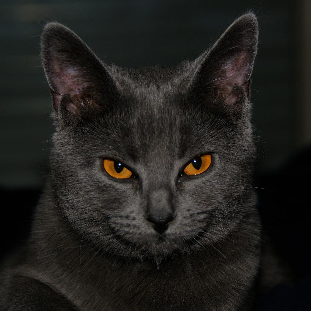 Шартрез: фото, характер, описание породы картезианской кошки | Блог  зоомагазина Zootovary.com
