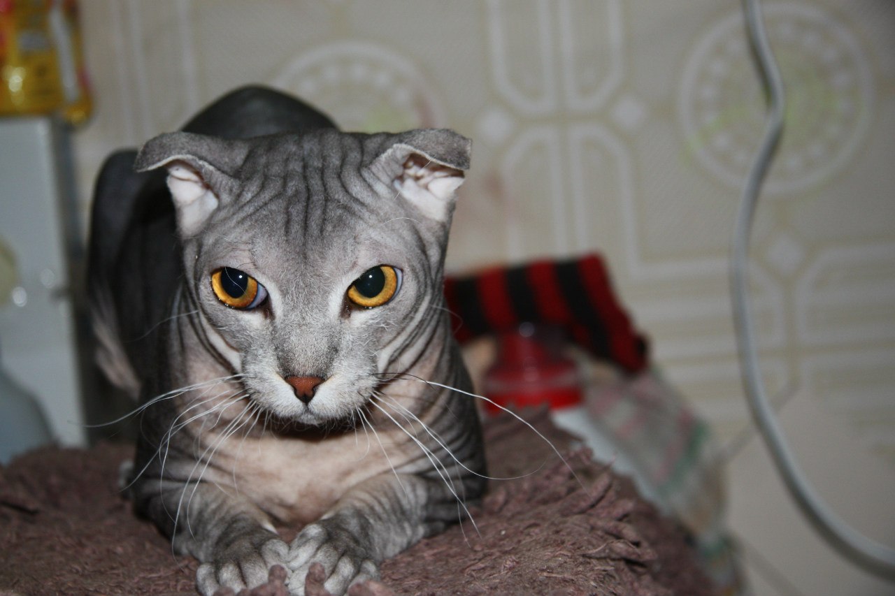 Украинская Кошка Фото