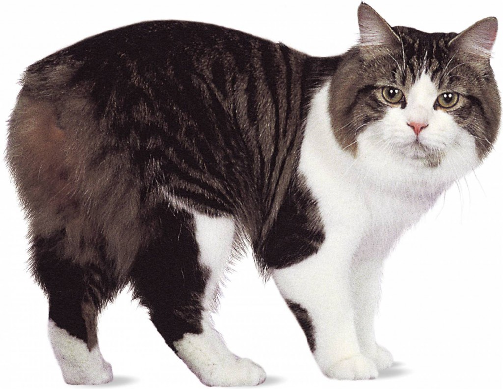 Мэнкс: фото, характер, описание кошек породы мэнская бесхвостая кошка |  Блог зоомагазина Zootovary.com