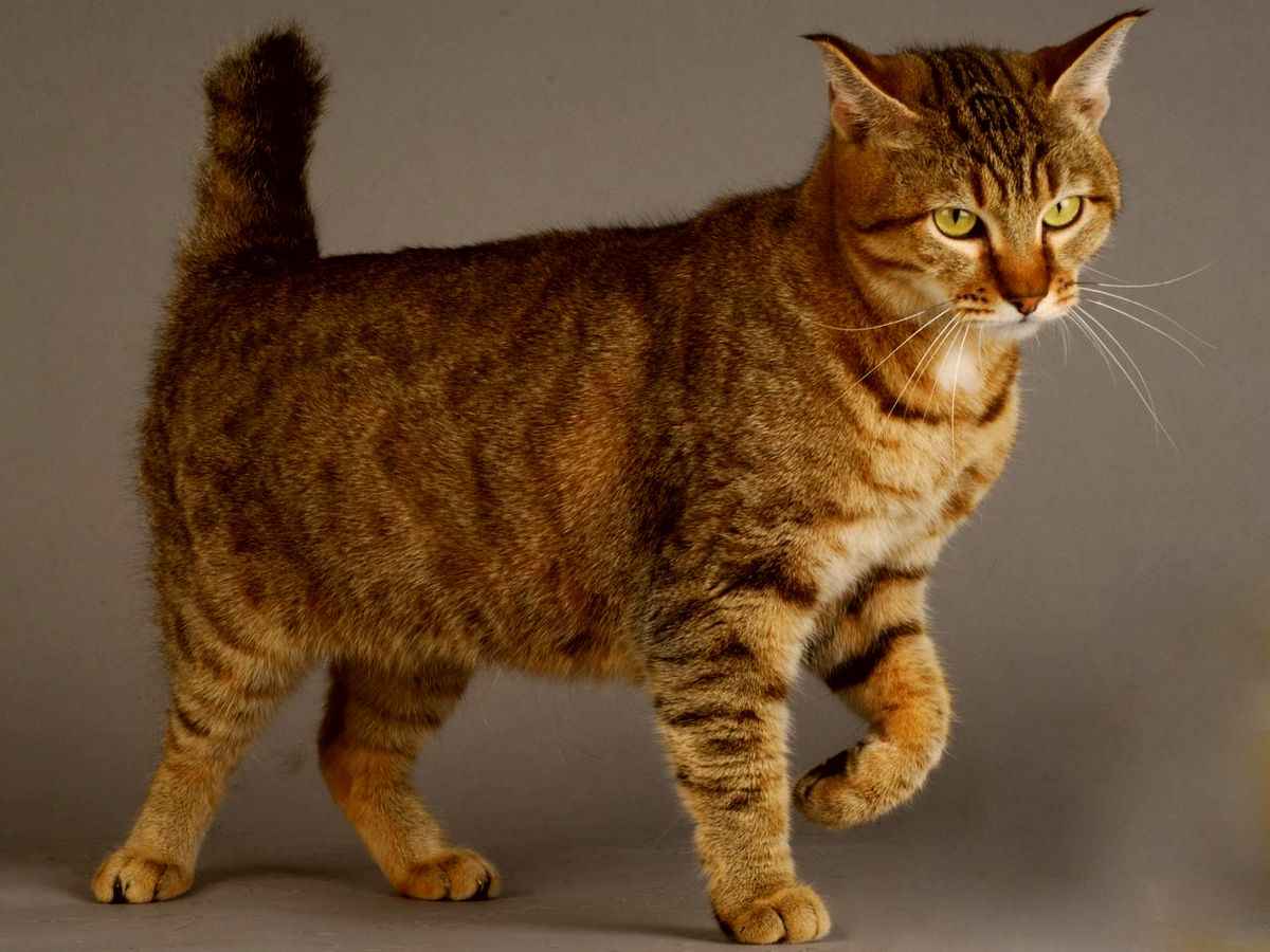 Пикси боб: фото, характер, описание кошек породы пиксибоб | Блог  зоомагазина Zootovary.com