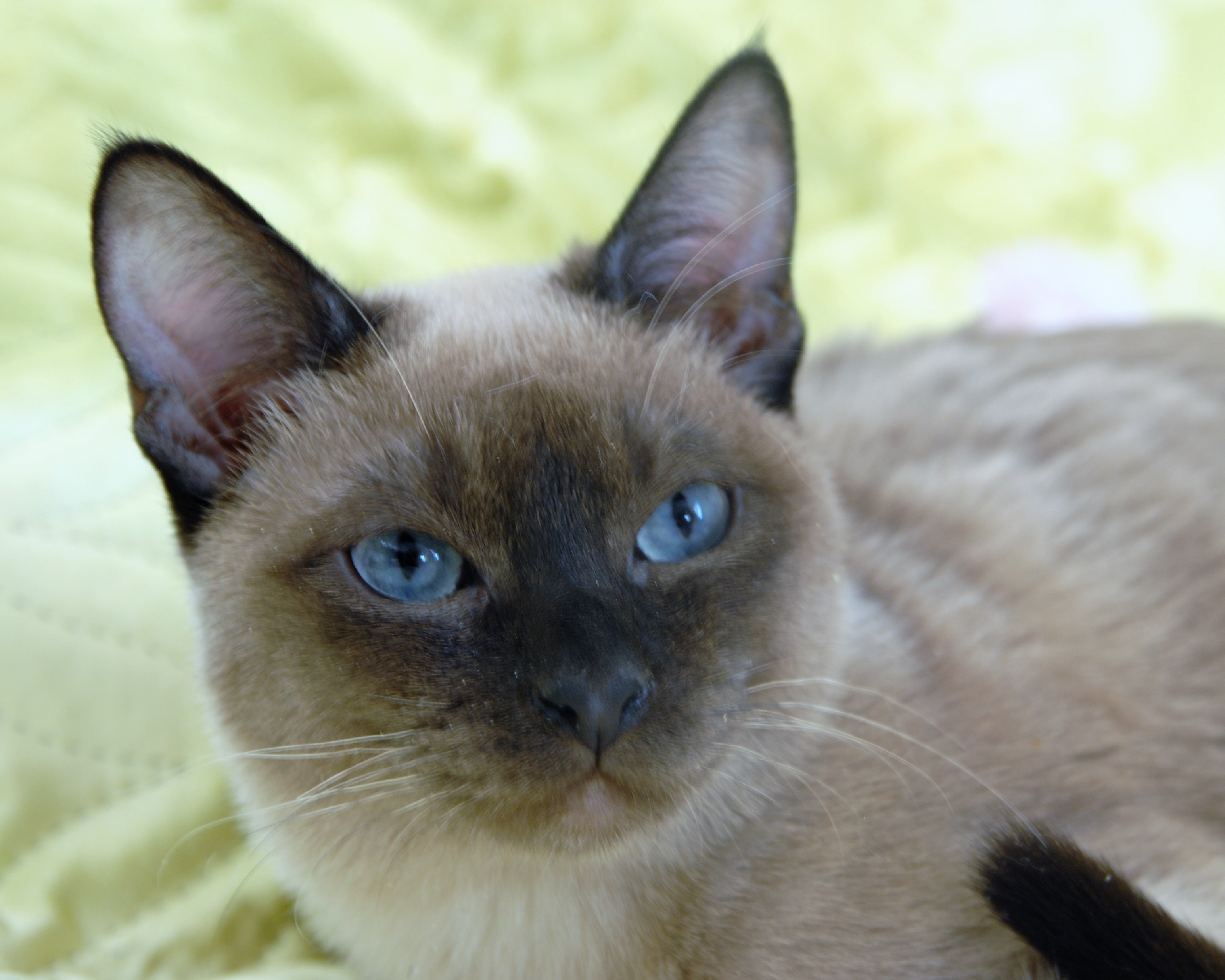 Тонкинез: фото, характер, описание кошек породы тонкинез | Блог зоомагазина  Zootovary.com