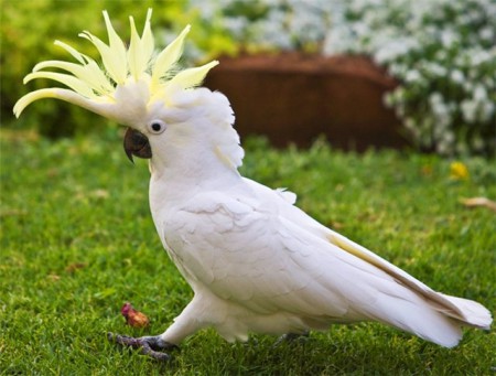 белый попугай как называется