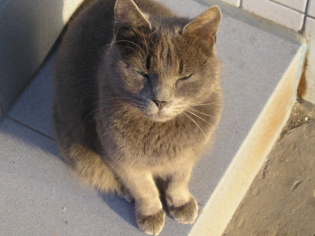 Чем кормить старого кота: уход и кормление старой кошки | Блог зоомагазина  Zootovary.com
