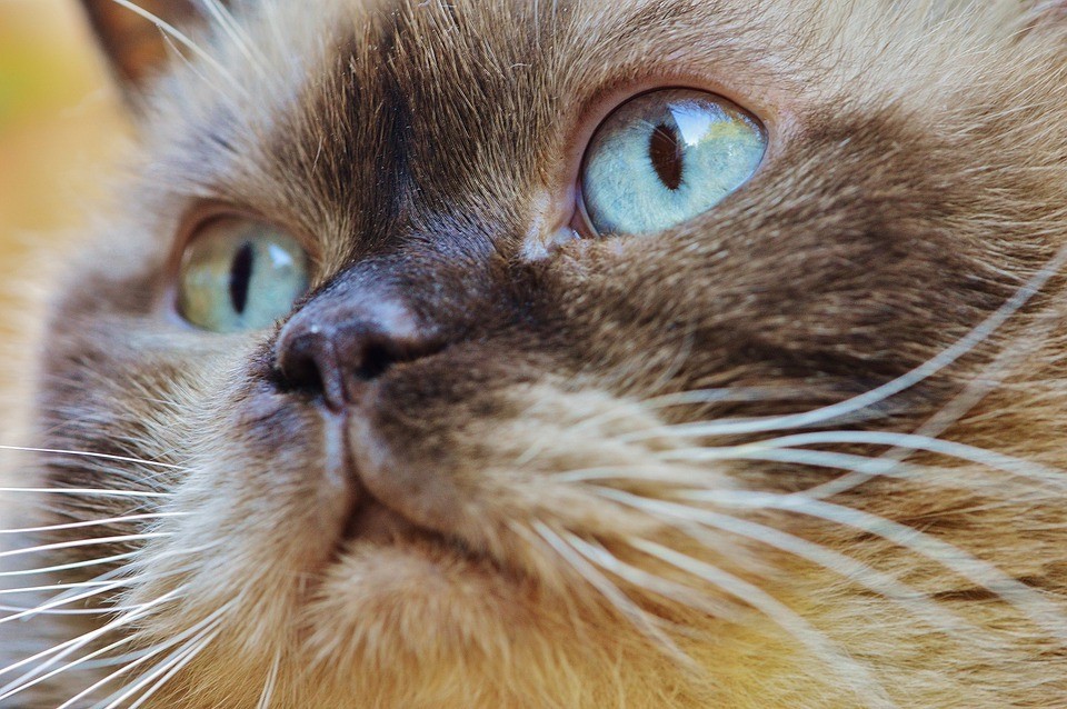 Коричневые выделения из глаз у кошек и кота: причины и лечение
