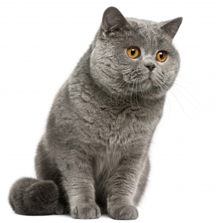 Британский кот: все о Британской короткошерстной кошке | Блог зоомагазина  Zootovary.com