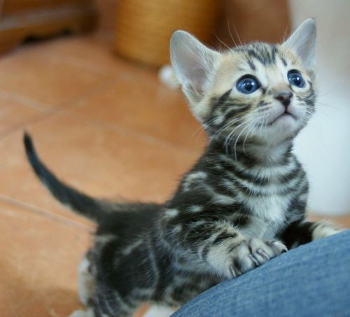 Как приучить к лотку кошку - приучаем котенка к лотку | Блог зоомагазина  Zootovary.com
