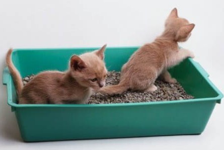 Как приучить к лотку кошку - приучаем котенка к лотку | Блог зоомагазина  Zootovary.com
