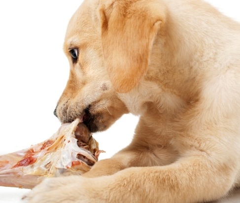 Полноценное питание собаки